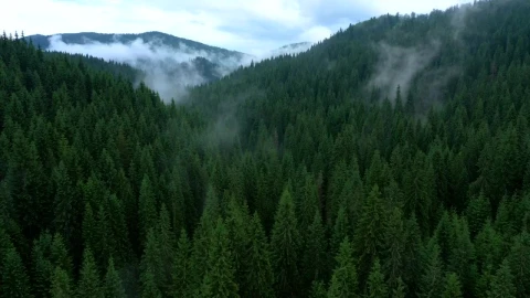 Stock Video A Misty Evening In The Pine Forest Live Wallpaper For PC - Free Live Wallpaper