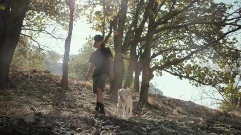 Stock Video A Man Walking With His Dog In A Forest Live Wallpaper For PC - Free Live Wallpaper