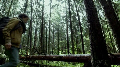 Stock Video A Man Walking On A Fallen Tree Live Wallpaper For PC - Free Live Wallpaper
