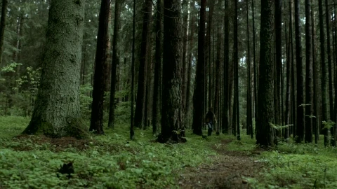 Stock Video A Man Walking In The Woods Live Wallpaper For PC - Free Live Wallpaper