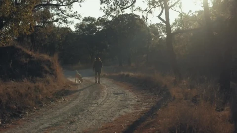 Stock Video A Man Walking His Dog At A Forestin The Morning Live Wallpaper For PC - Free Live Wallpaper