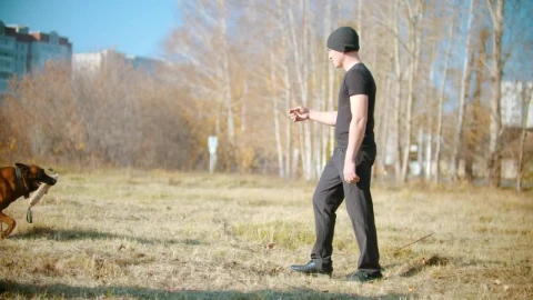 Stock Video A Man Training A German Shepherd Dog In The Park Live Wallpaper For PC - Free Live Wallpaper