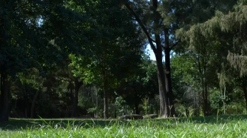 Stock Video A Man Riding His Bicycle At The Park Live Wallpaper For PC - Free Live Wallpaper