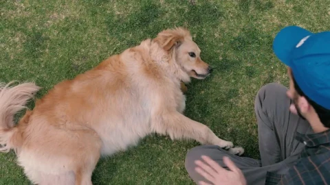 Stock Video A Man Petting A Dog In The Grass Live Wallpaper For PC - Free Live Wallpaper