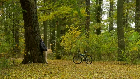 Stock Video A Man Leaning On A Tree In The Forest Live Wallpaper For PC - Free Live Wallpaper