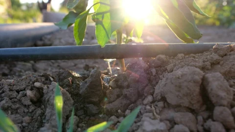 Stock Video A Hose And A Plant Live Wallpaper For PC - Free Live Wallpaper
