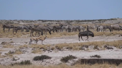 Stock Video A Herd Of Zebras On A Hot Day At Savanna Live Wallpaper For PC - Free Live Wallpaper