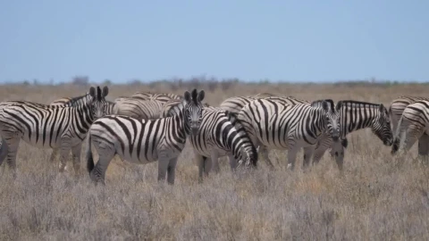 Stock Video A Herd Of Zebras On A Dry Savanna Live Wallpaper For PC - Free Live Wallpaper