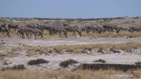 Stock Video A Herd Of Zebras Grazing Under The Sun Live Wallpaper For PC - Free Live Wallpaper