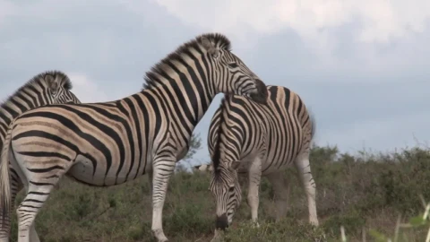 Stock Video A Herd Of Zebras Grazing In The Savanna Live Wallpaper For PC - Free Live Wallpaper