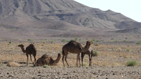 Stock Video A Herd Of Young Camels Walking In The Sand Live Wallpaper For PC - Free Live Wallpaper
