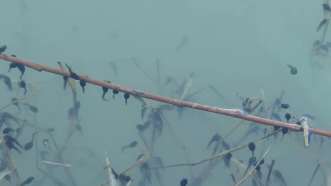 Stock Video A Herd Of Tadpoles In Blue Water Live Wallpaper For PC - Free Live Wallpaper