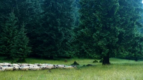 Stock Video A Herd Of Sheeps In The Meadow Live Wallpaper For PC - Free Live Wallpaper