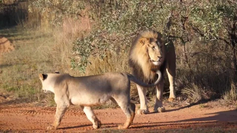 Stock Video A Herd Of Lions Walking Live Wallpaper For PC - Free Live Wallpaper