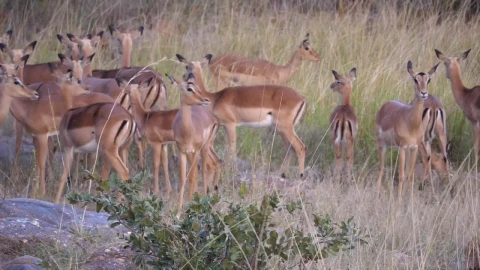Stock Video A Herd Of Impala Deer Running Away Live Wallpaper For PC - Free Live Wallpaper