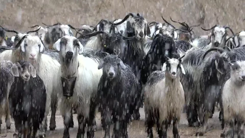 Stock Video A Herd Of Goats Under A Snowstorm Live Wallpaper For PC - Free Live Wallpaper