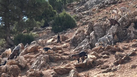 Stock Video A Herd Of Goats In The Rocky Mountain Live Wallpaper For PC - Free Live Wallpaper