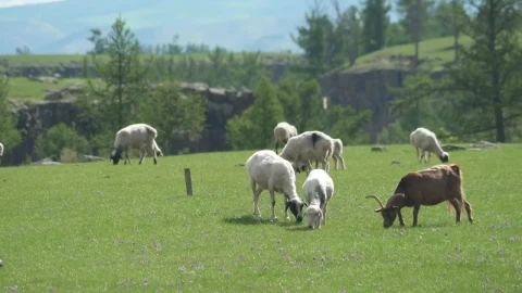 Stock Video A Herd Of Goats Grazing In The Plain Live Wallpaper For PC - Free Live Wallpaper