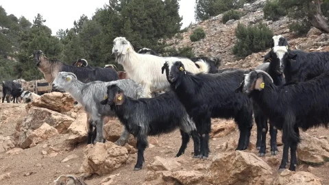 Stock Video A Herd Of Goats Eating On A Rocky Mountain Live Wallpaper For PC - Free Live Wallpaper