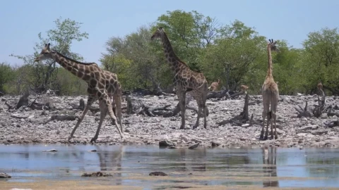 Stock Video A Herd Of Giraffe Around A Pond Live Wallpaper For PC - Free Live Wallpaper