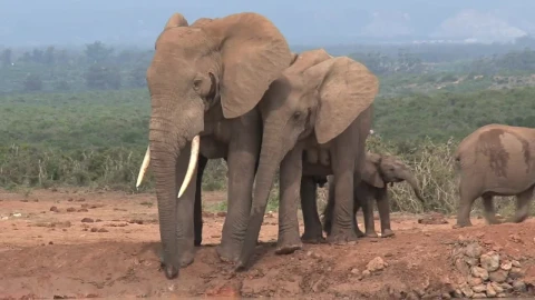 Stock Video A Herd Of Elephants In The Pond Live Wallpaper For PC - Free Live Wallpaper