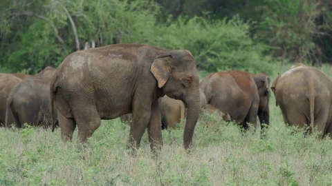 Stock Video A Herd Of Elephants In A Green Valley Live Wallpaper For PC - Free Live Wallpaper