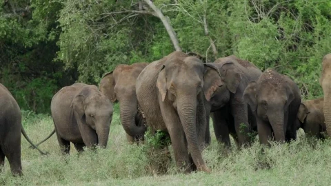Stock Video A Herd Of Elephants Grazing In The Wild Live Wallpaper For PC - Free Live Wallpaper