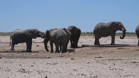 Stock Video A Herd Of Elephants Around A Tiny Water Hole Live Wallpaper For PC - Free Live Wallpaper