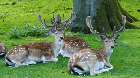 Stock Video A Herd Of Deers Laying In The Grass Under A Live Wallpaper For PC - Free Live Wallpaper
