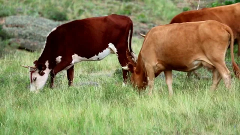Stock Video A Herd Of Cows In The Countryside Live Wallpaper For PC - Free Live Wallpaper