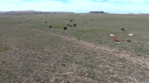 Stock Video A Herd Of Cows Grazing On A Plain Live Wallpaper For PC - Free Live Wallpaper