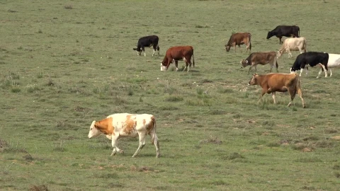 Stock Video A Herd Of Cows Grazing In The Grassland Live Wallpaper For PC - Free Live Wallpaper
