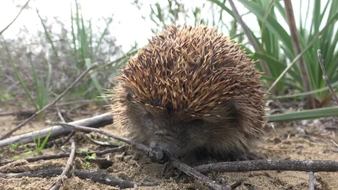 Stock Video A Hedgehog Sniffing In The Ground Live Wallpaper For PC - Free Live Wallpaper