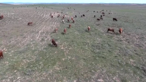 Stock Video A Heard Of Cows Grazing In The Plain Live Wallpaper For PC - Free Live Wallpaper