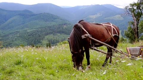 Stock Video A Harnessed Horse Grazing In The Meadow Live Wallpaper For PC - Free Live Wallpaper