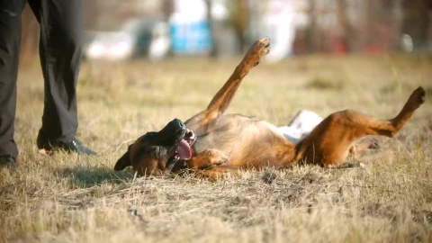 Stock Video A German Shepherd Dog Rolling Over Live Wallpaper For PC - Free Live Wallpaper