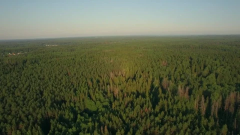 Stock Video A Forest Stretching To The Horizon Live Wallpaper For PC - Free Live Wallpaper