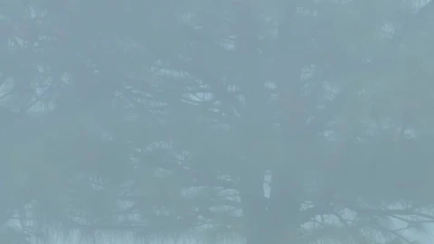 Stock Video A Foggy Morning In The Forest Live Wallpaper For PC - Free Live Wallpaper