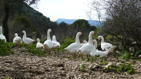 Stock Video A Flock Of Gooses In The Field Live Wallpaper For PC - Free Live Wallpaper
