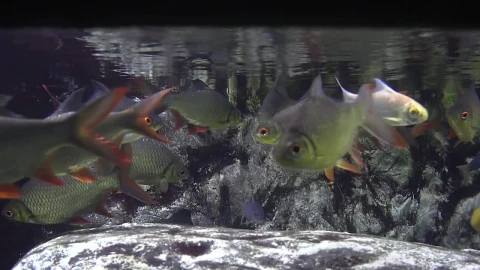 Stock Video A Flock Of Fish In The Water Live Wallpaper For PC - Free Live Wallpaper
