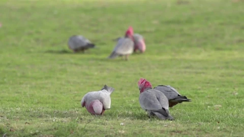 Stock Video A Flock Of Cockatoo Birds Flying Away Live Wallpaper For PC - Free Live Wallpaper