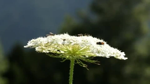 Stock Video Mixkit Bees On A Large Flower  Smal Live Wallpaper For PC - Free Live Wallpaper