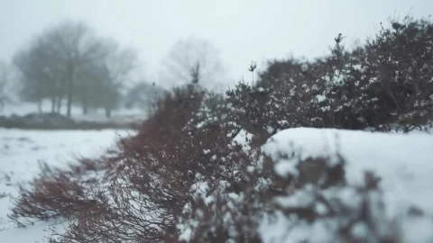 Stock Video Bushes With Snow In A Forest Live Wallpaper For PC - Free Live Wallpaper
