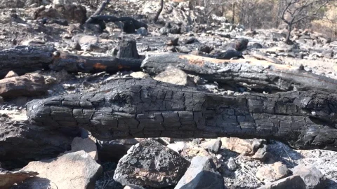 Stock Video Burned Trunks And Rocks Live Wallpaper For PC - Free Live Wallpaper