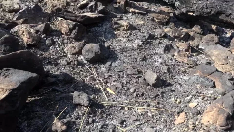 Stock Video Burned Forest Soil And Rocks Live Wallpaper For PC - Free Live Wallpaper