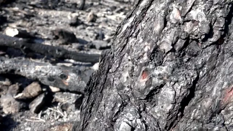 Stock Video Burned Trees In The Forest Live Wallpaper For PC - Free Live Wallpaper