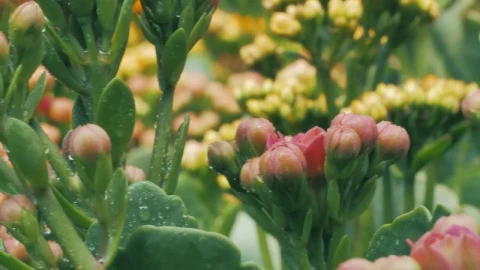 Stock Video Bunches Of Unopened Flowers Live Wallpaper For PC - Free Live Wallpaper