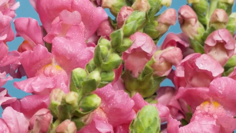 Stock Video Bunch Of Some Pink Flowers Live Wallpaper For PC - Free Live Wallpaper