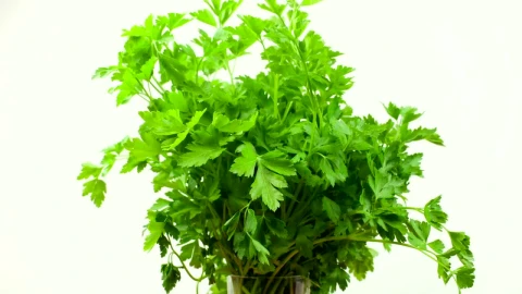 Stock Video Bunch Of Parsley Live Wallpaper For PC - Free Live Wallpaper