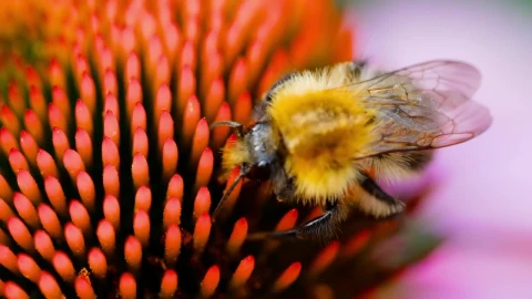 Stock Video Bumblebee Walking On Flower Closeup Live Wallpaper For PC - Free Live Wallpaper